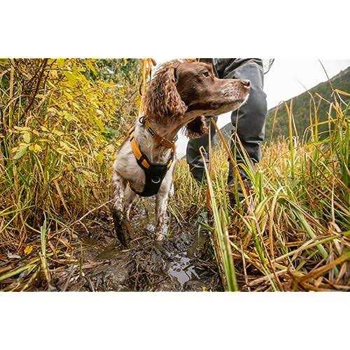 Dog Harness Z378697