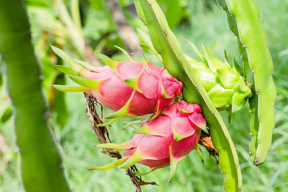Dragon Fruit Tree - Live Plant in a 6 Inch Pot I316