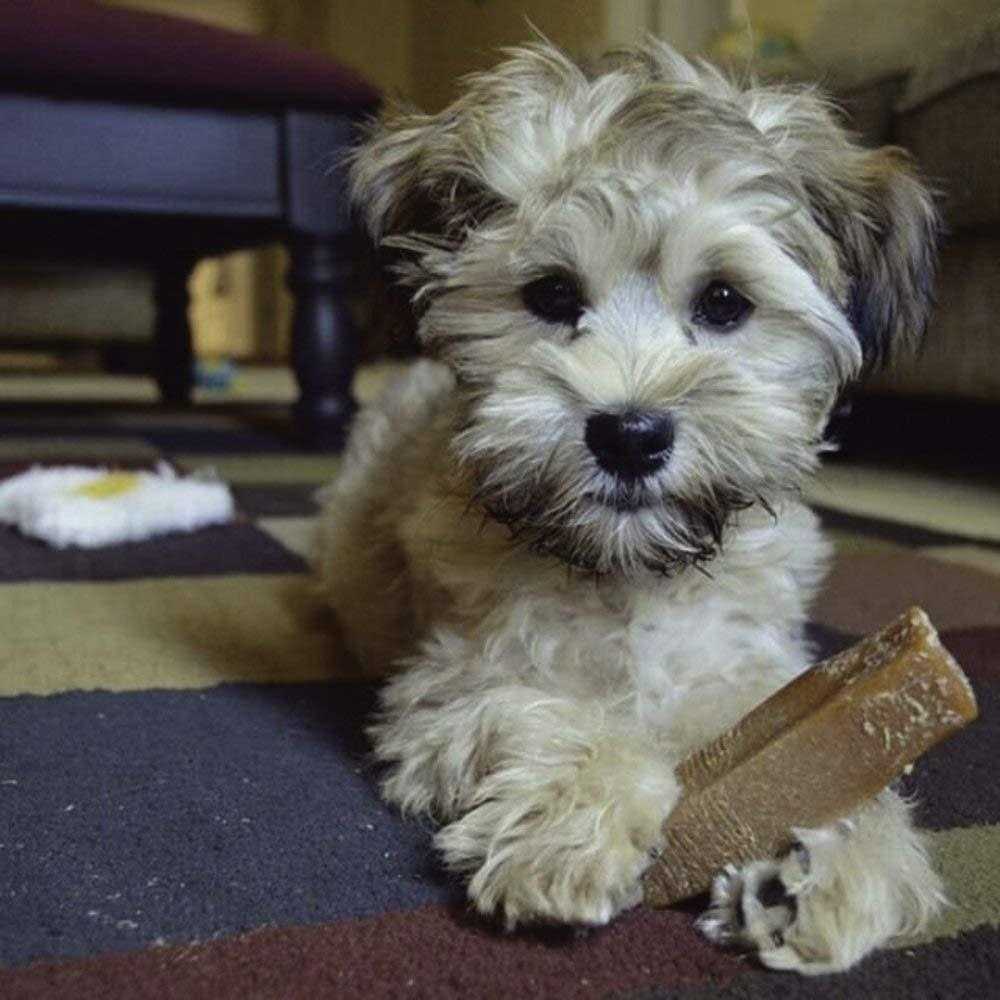 Dog Chew Q717