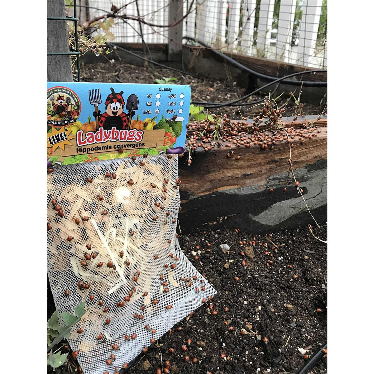 300 Live Ladybugs F457102