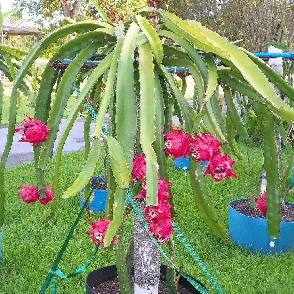 Dragon Fruit Tree - Live Plant in a 6 Inch Pot I316