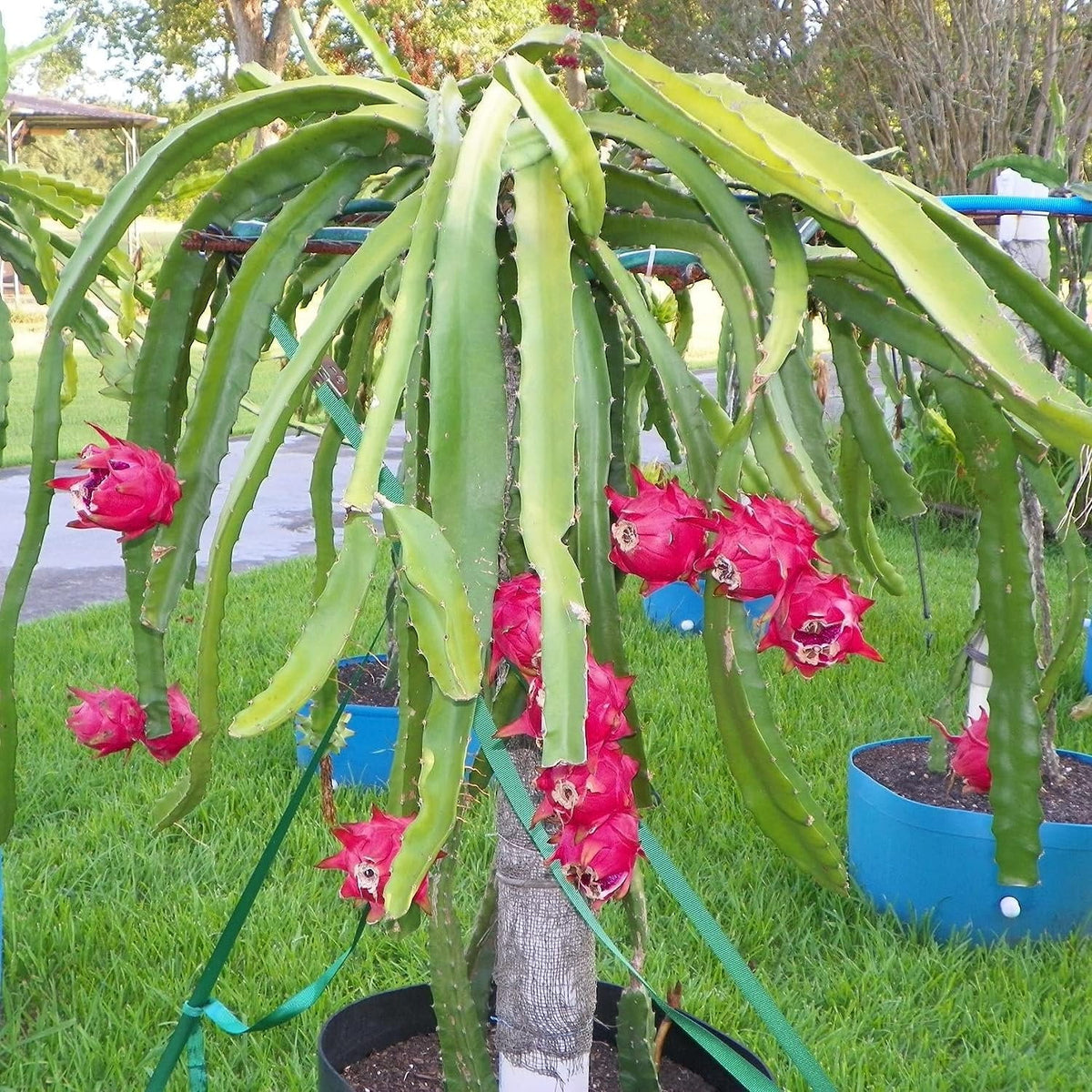 Dragon Fruit Tree - Live Plant in a 6 Inch Pot I316
