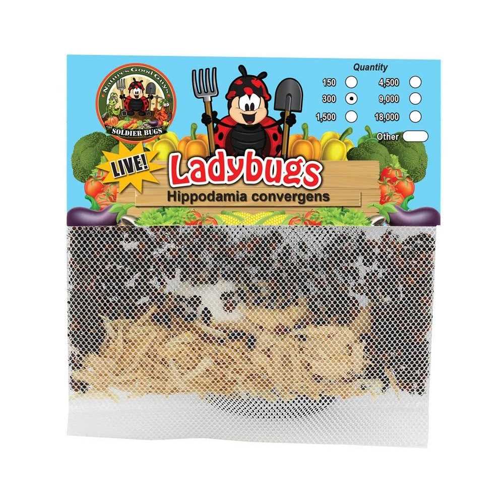 300 Live Ladybugs F457102