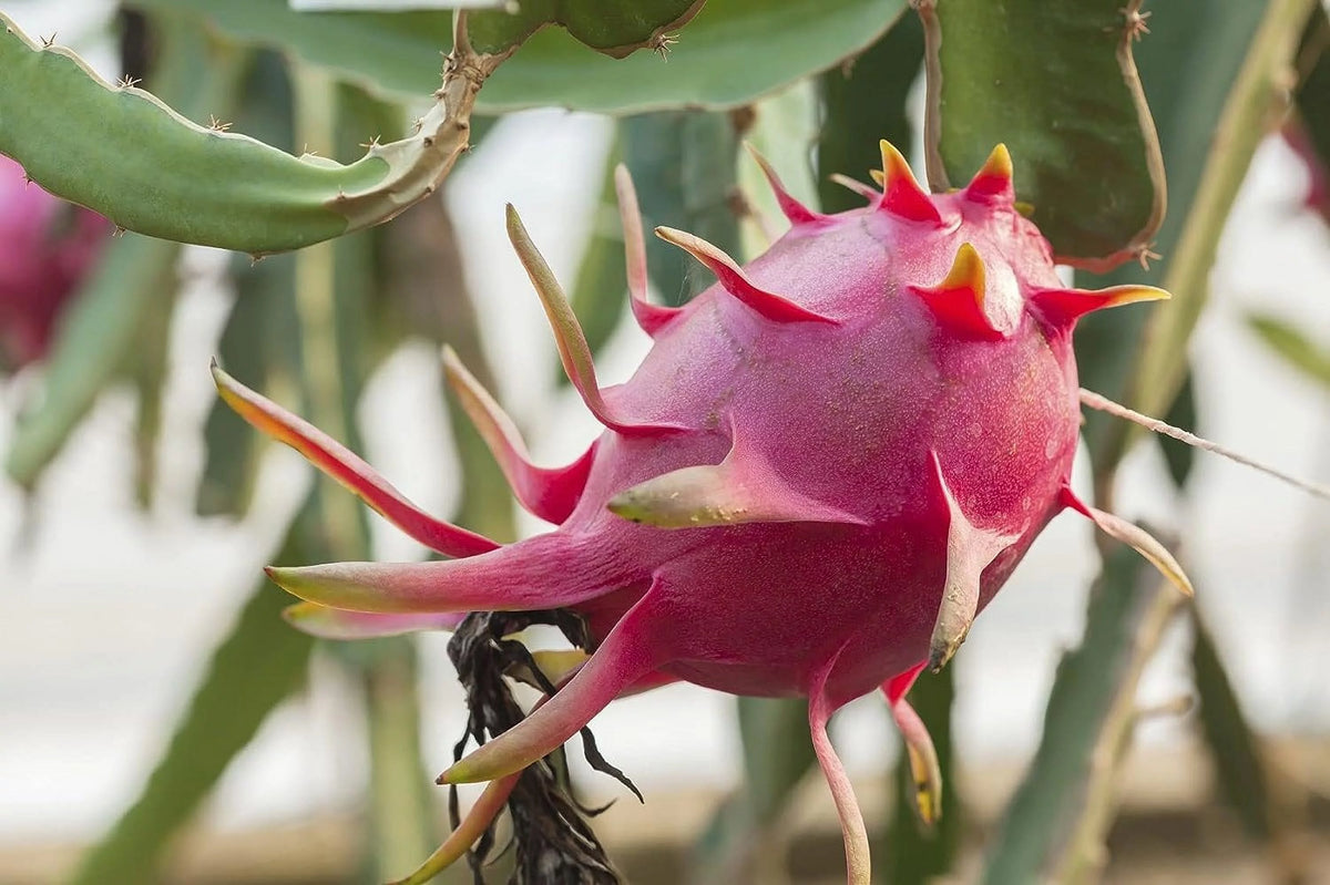 Dragon Fruit Tree - Live Plant in a 6 Inch Pot I316