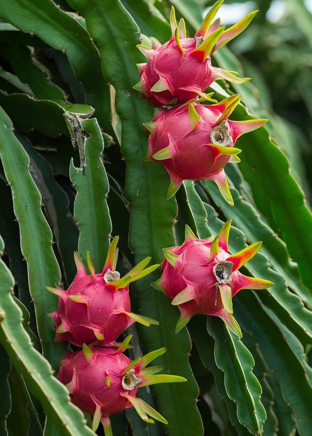 Dragon Fruit Tree - Live Plant in a 6 Inch Pot I316