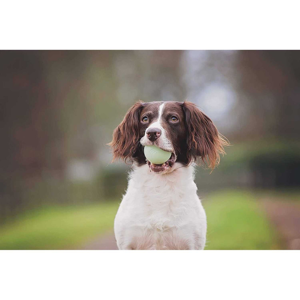Fetch Medley K990