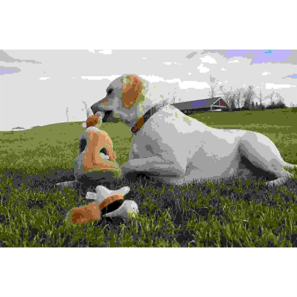 Hide A Squirrel Dog Toy N59718