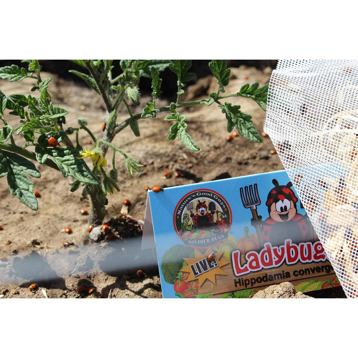 300 Live Ladybugs F457102
