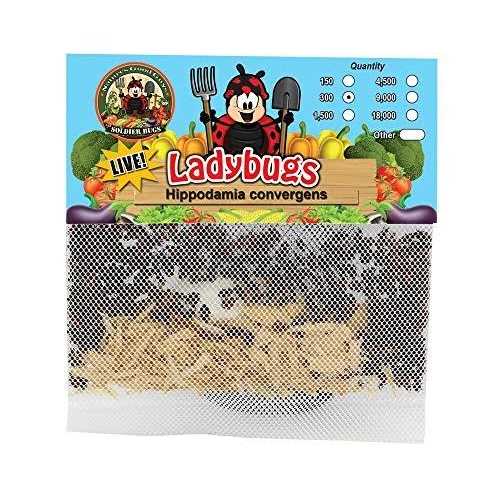 300 Live Ladybugs F457102