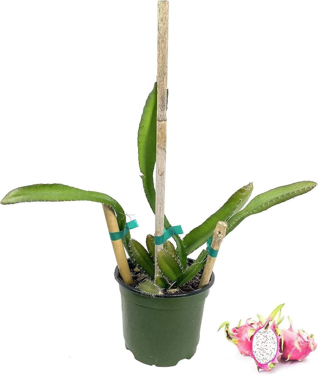 Dragon Fruit Tree - Live Plant in a 6 Inch Pot I316
