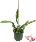 Dragon Fruit Tree - Live Plant in a 6 Inch Pot I316
