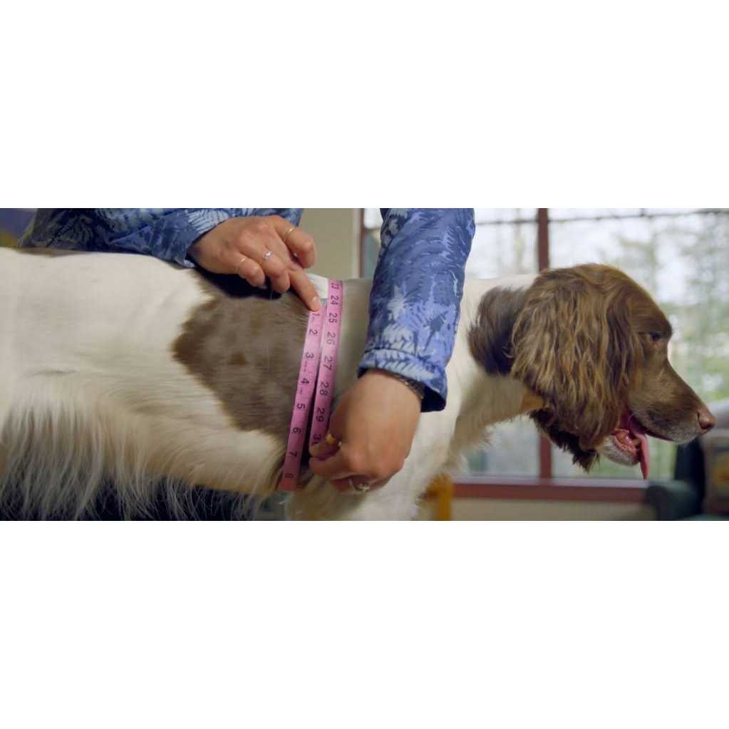Dog Harness Z378697