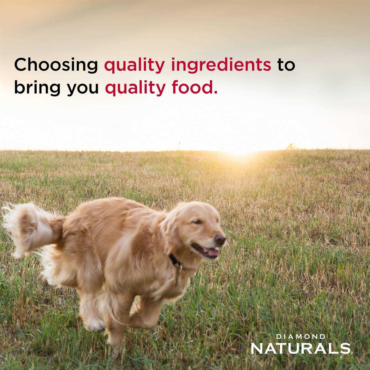 Senior Dry Dog Food Z991