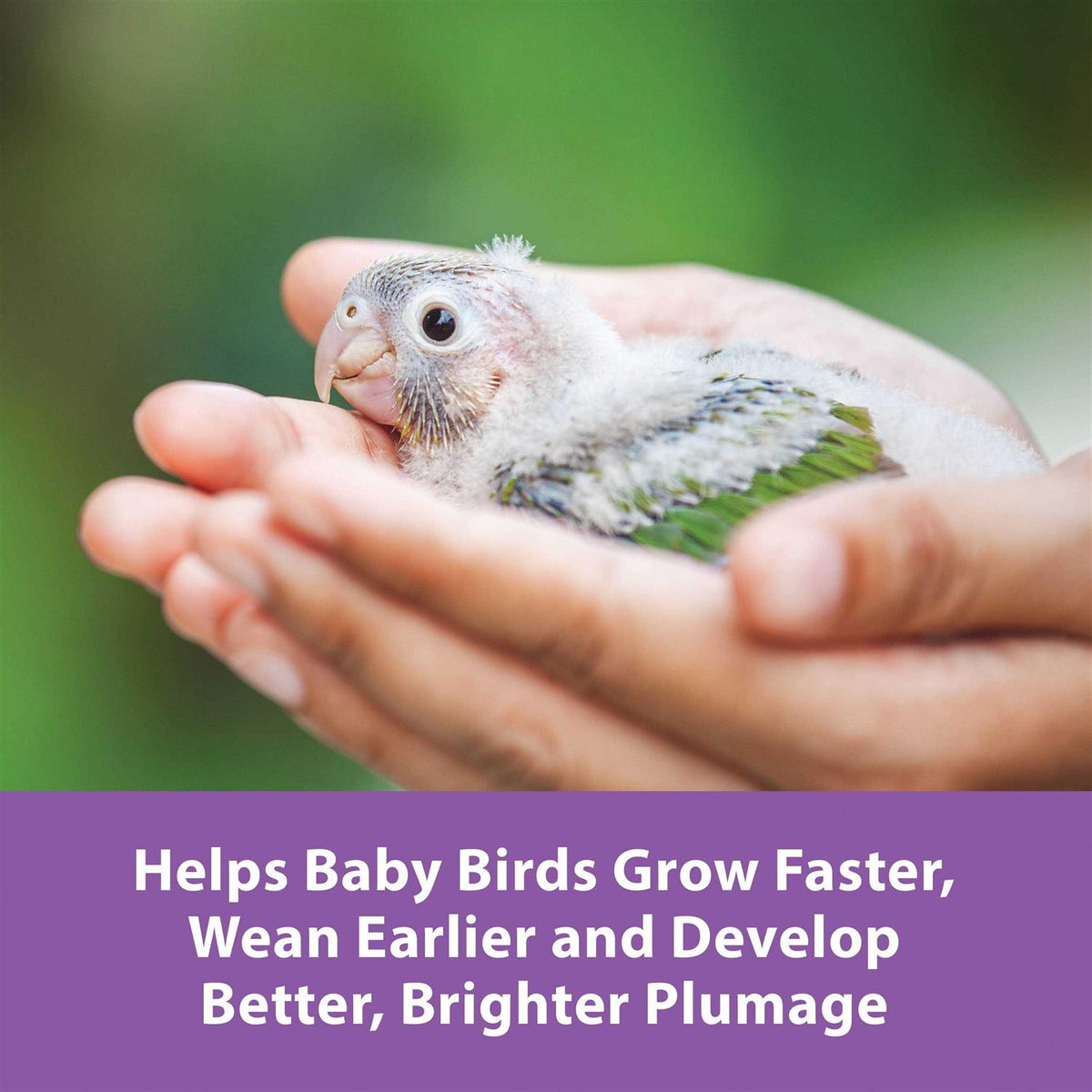 Hand Feeding Formula for Baby Birds C342470